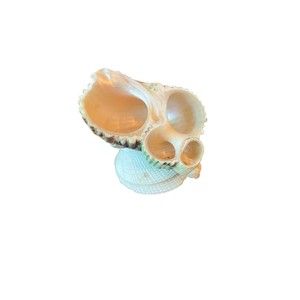 Miniature Seashell Figurine Trinket